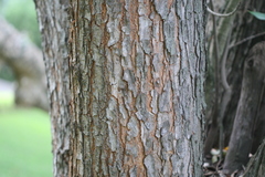 Swietenia macrophylla